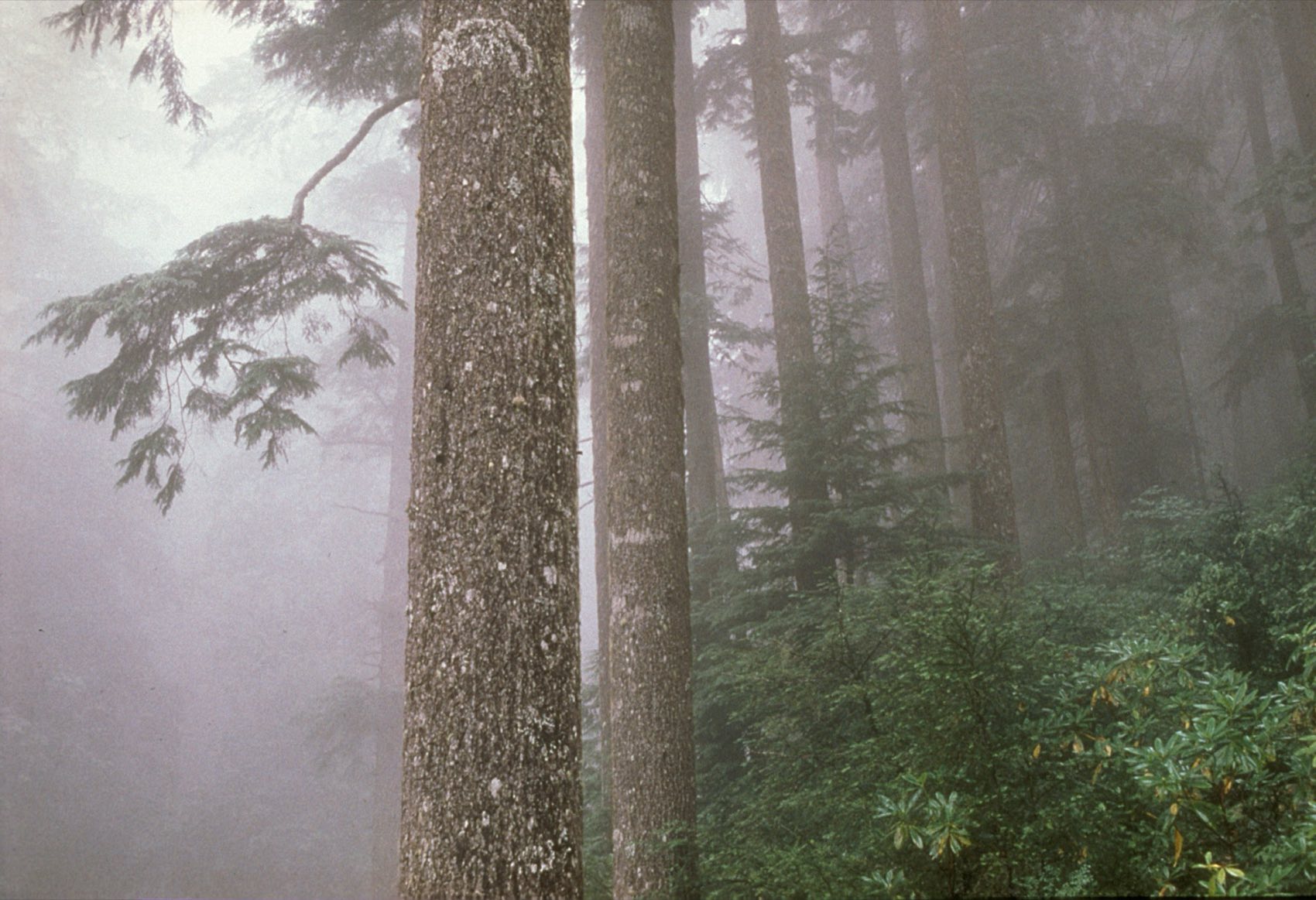Fog drifting through a Pacific Northwest forest