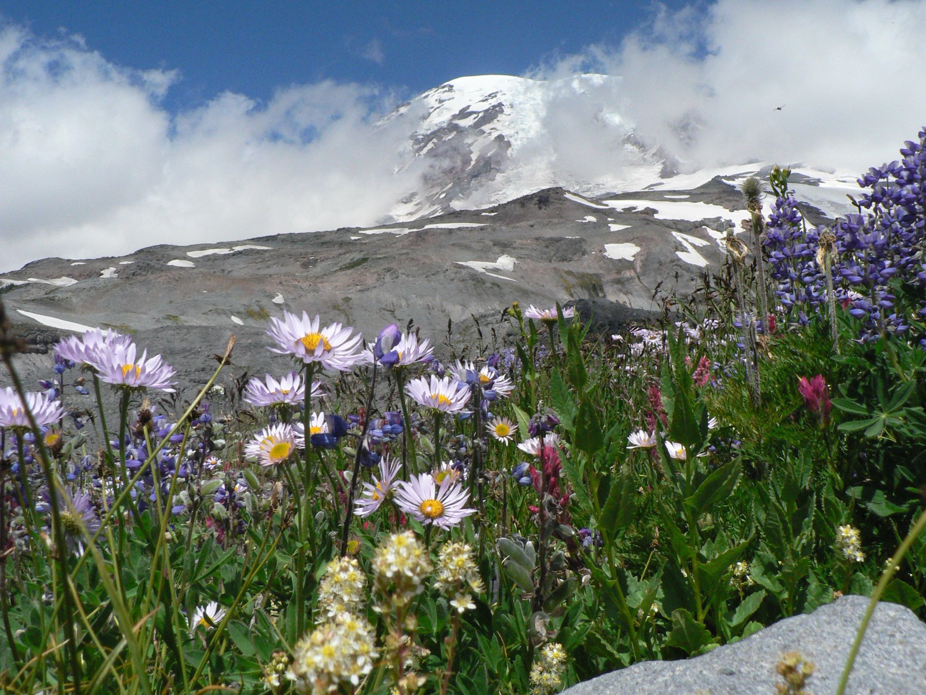 Mount Rainier and Pacific Northwest wildflowers